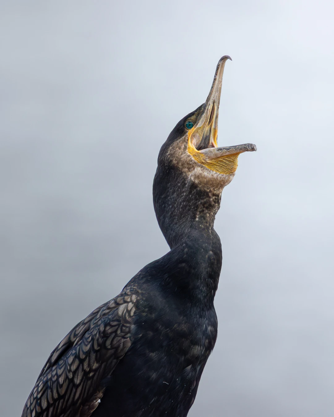 Great Cormorant